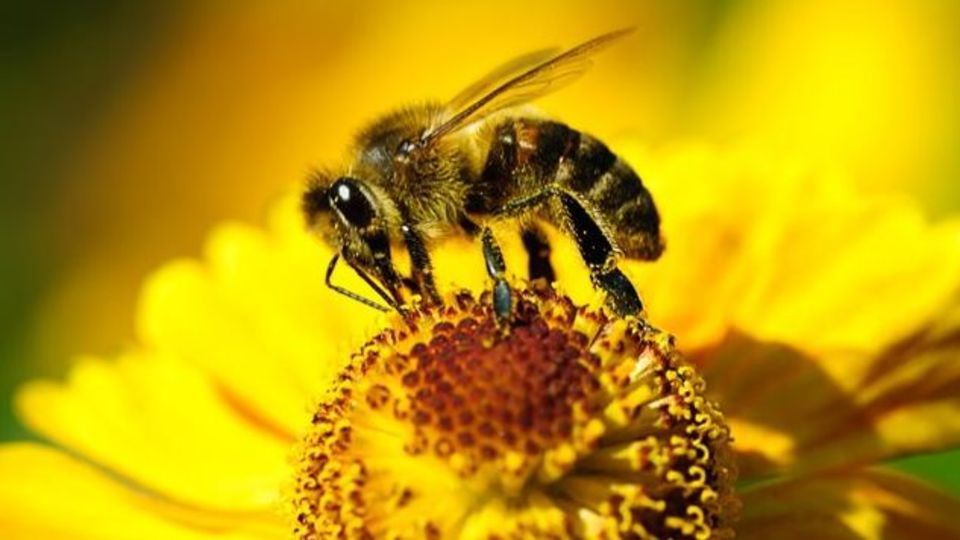 چند حقیقت جالب درباره زنبور عسل