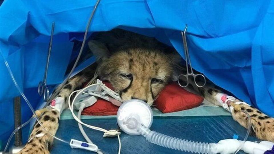 عکس ترحم برانگیز منتشر شده متعلق به«ایران» نیست