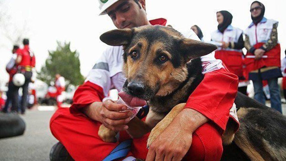  «سگ خانگی» زنده‌یاب و مرده‌یاب نیست/ سگ امدادگر هزار ساعت آموزش ویژه نیاز دارد/ بو و جنس سگ‌ خانگی کار سگ امدادگر را مختل می‌کند