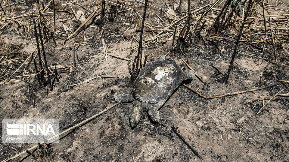 هورالعظیم در آستانه نابودی