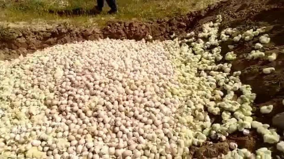 تمام جوجه‌های یک‌روزه مازاد خریداری می‌شود