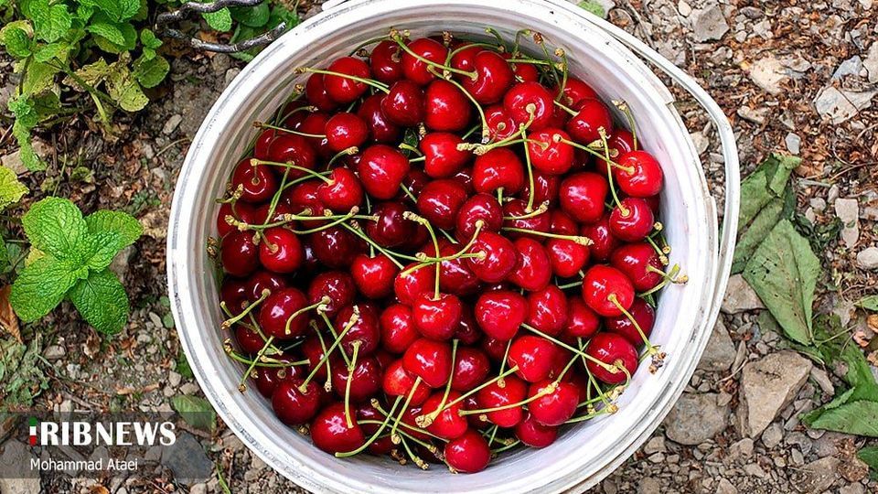 آغاز برداشت گیلاس در کردستان