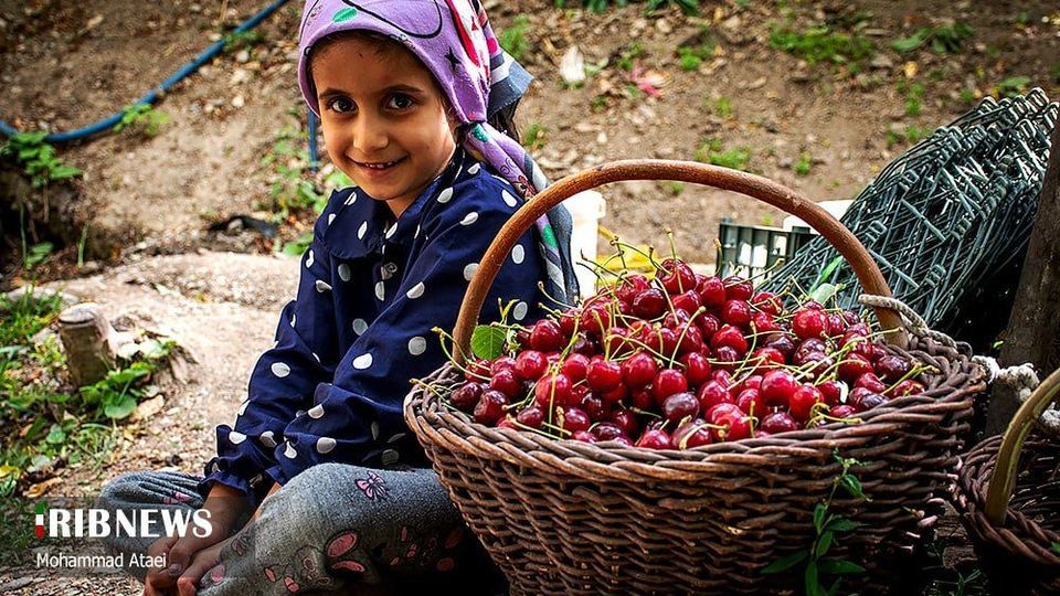 آغاز برداشت گیلاس در کردستان