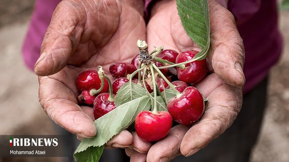 آغاز برداشت گیلاس در کردستان