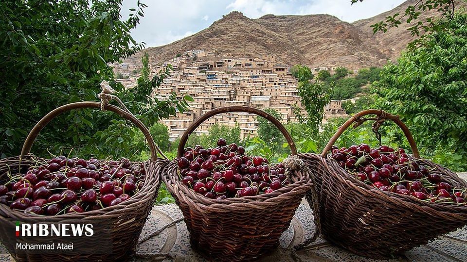آغاز برداشت گیلاس در کردستان