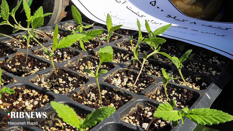 پنجاه و ششمین طرح رعد پلیس پایتخت 