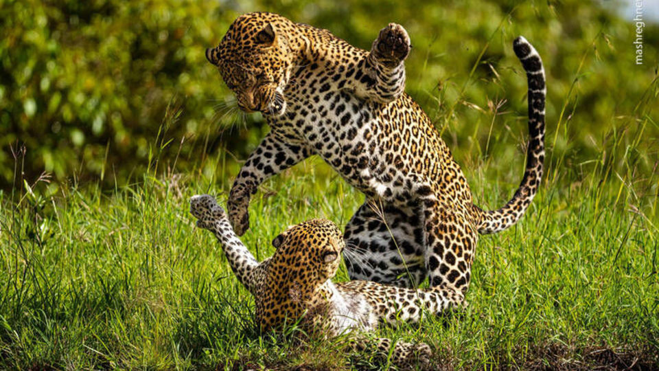 برترین تصاویر سال آفریقا