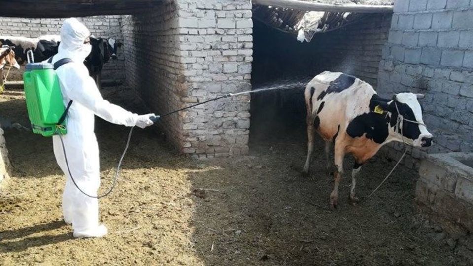 تب کریمه کنگو به اردبیل رسید