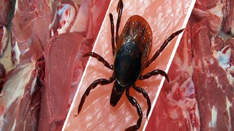 ۲۲ مورد ابتلا به تب کنگو و ۲ نفر فوتی در کشور/ ذبح دام در معابر عمومی و منازل ممنوع