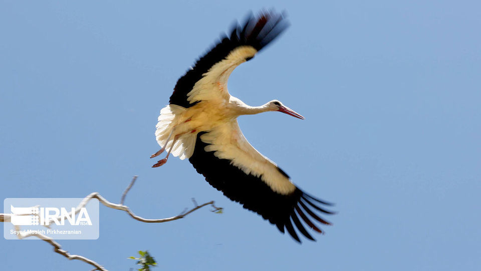 لک لک های مهاجر دریاچه زریبار ‎‎