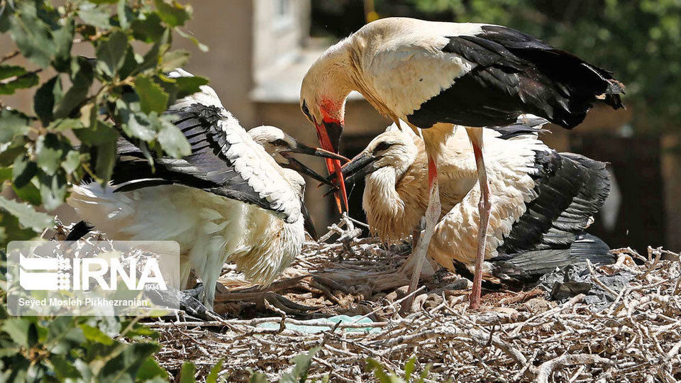 لک لک های مهاجر دریاچه زریبار ‎‎