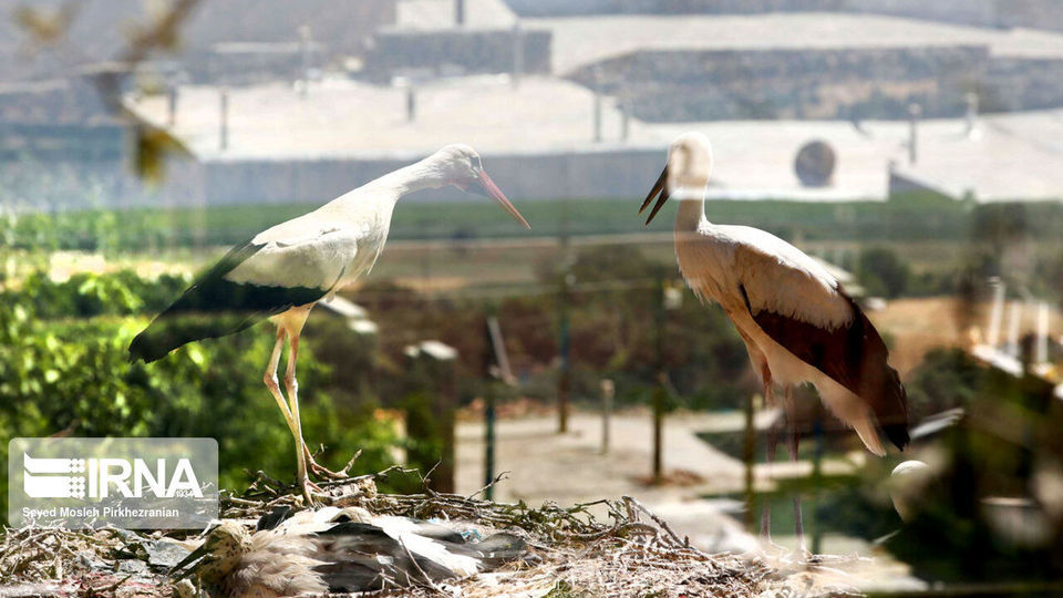 لک لک های مهاجر دریاچه زریبار ‎‎