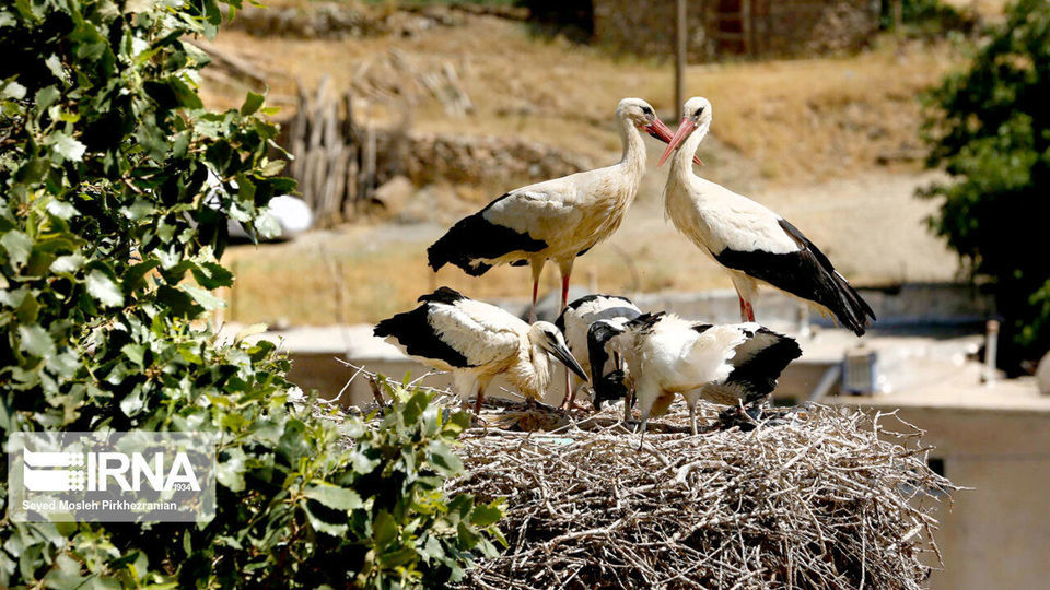 لک لک های مهاجر دریاچه زریبار ‎‎