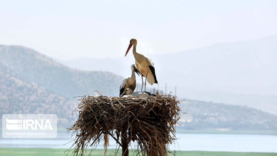 لک لک های مهاجر دریاچه زریبار ‎‎