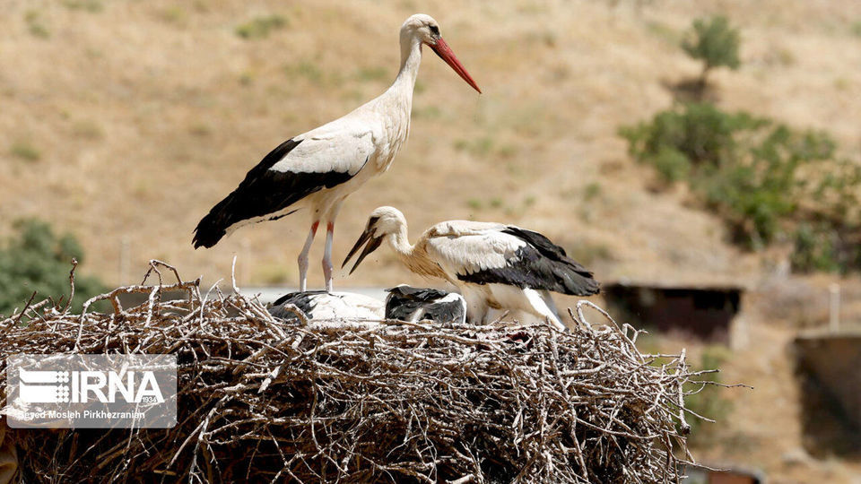 لک لک های مهاجر دریاچه زریبار ‎‎