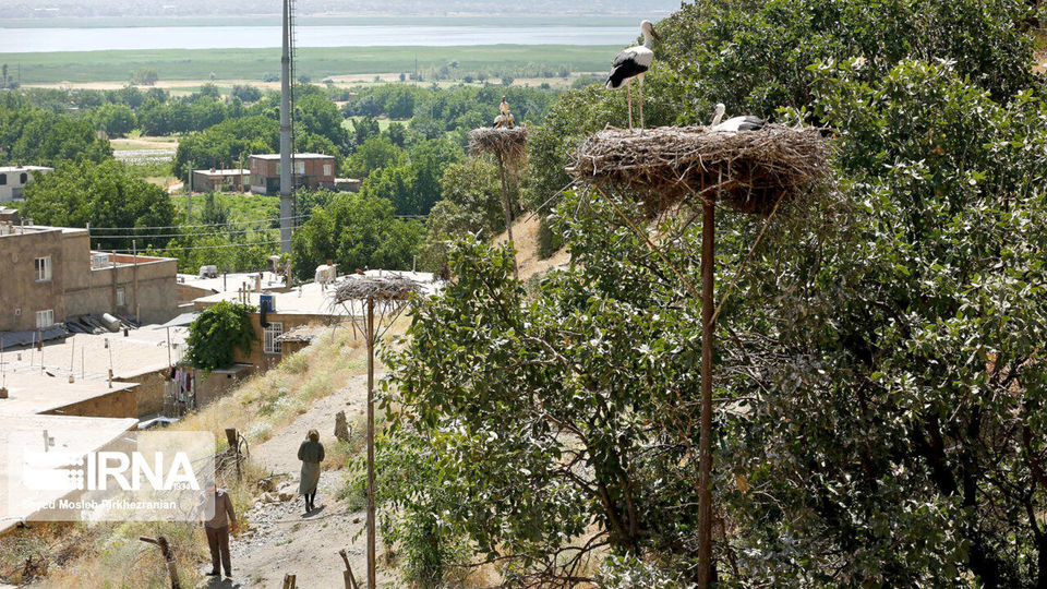 لک لک های مهاجر دریاچه زریبار ‎‎