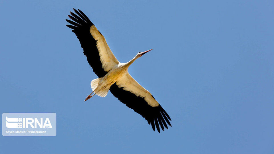 لک لک های مهاجر دریاچه زریبار ‎‎