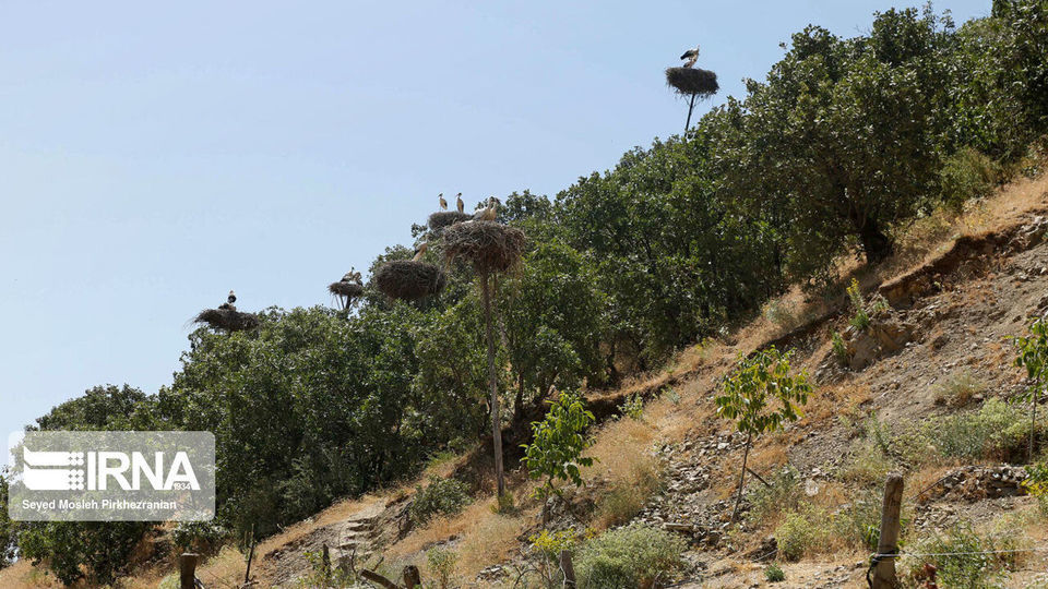 لک لک های مهاجر دریاچه زریبار ‎‎