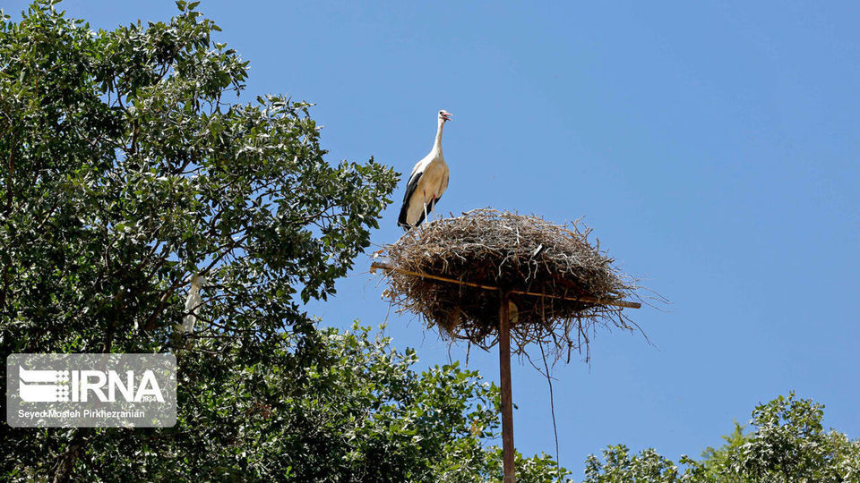 لک لک های مهاجر دریاچه زریبار ‎‎