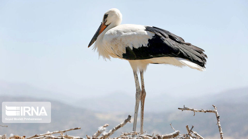 لک لک های مهاجر دریاچه زریبار ‎‎