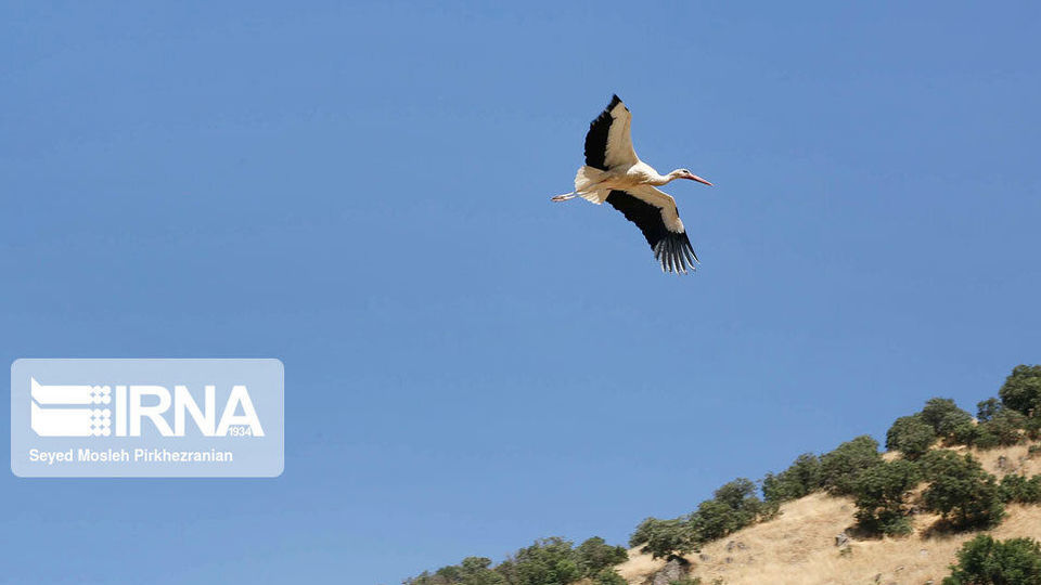 لک لک های مهاجر دریاچه زریبار ‎‎