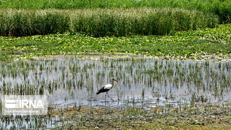 لک لک های مهاجر دریاچه زریبار ‎‎