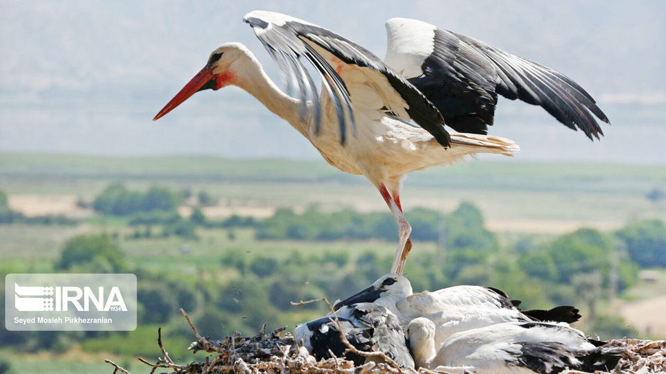 لک لک های مهاجر دریاچه زریبار ‎‎