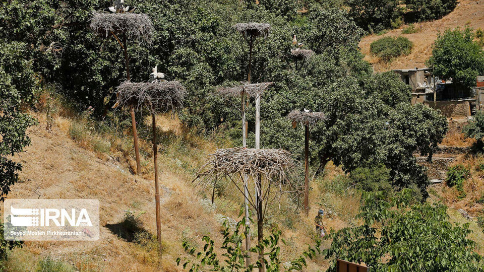 لک لک های مهاجر دریاچه زریبار ‎‎