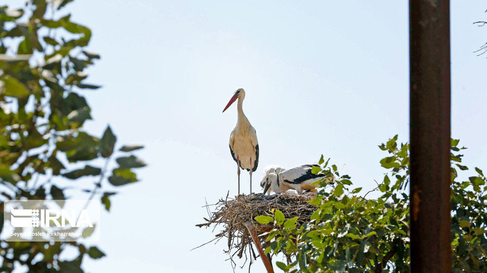 لک لک های مهاجر دریاچه زریبار ‎‎