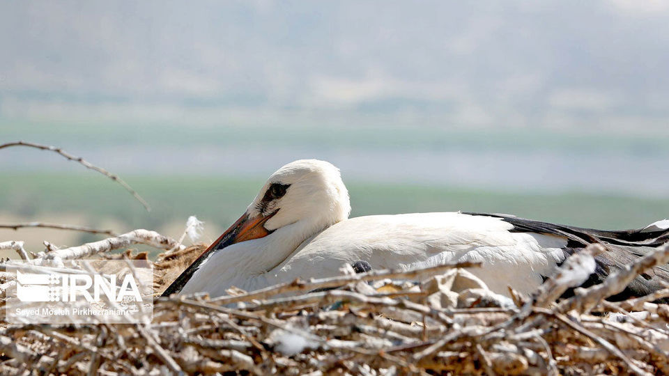 لک لک های مهاجر دریاچه زریبار ‎‎