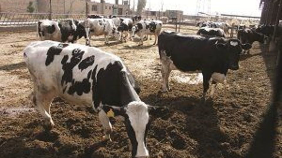 خرید تضمینی دام مازاد سبک و سنگین به زودی آغاز می شود