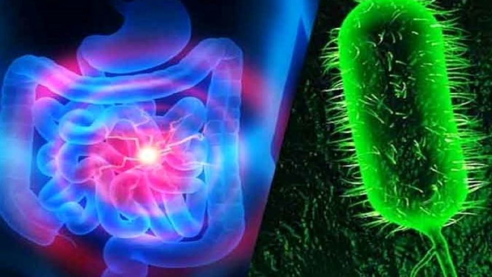 تعداد مبتلایان به وبا در استان کردستان به ۳۰ نفر رسید