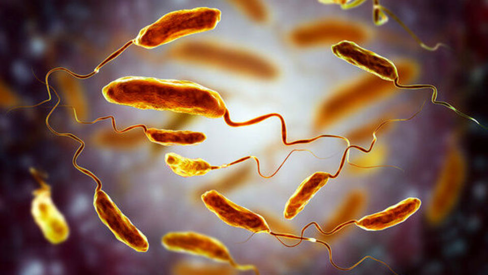 وبا هنوز اپیدمی نشده است/ طغیان بیماری فعلا در ۲ استان