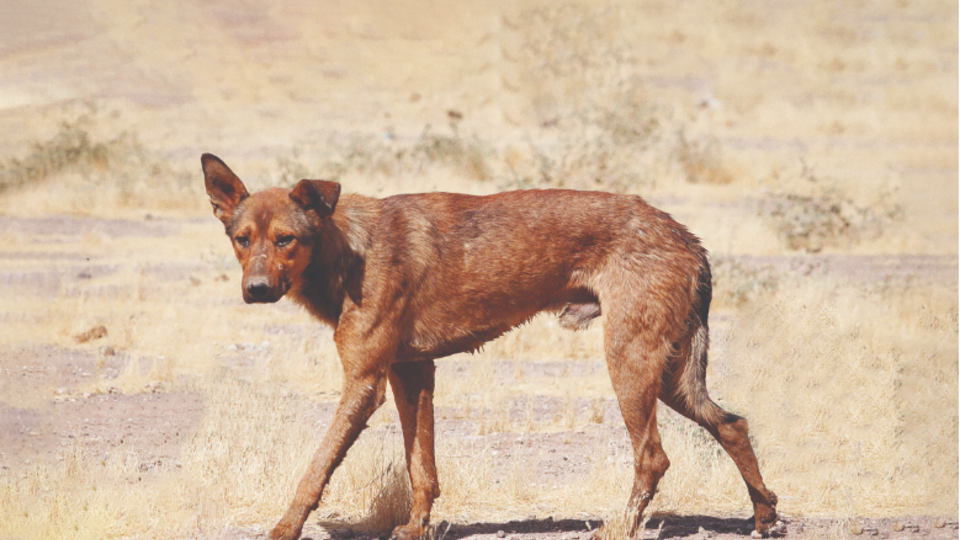 تعداد سگ‌های ولگرد در ایران ۸ برابر ترکیه/ برای امنیت روانی خانواده‌ها کاری فوری کنید