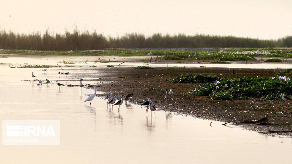 تالاب انزلی، زیستگاه لاله های مردابی