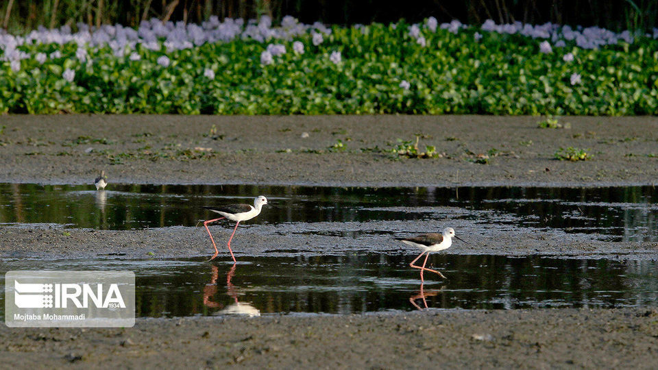 تالاب انزلی، زیستگاه لاله های مردابی