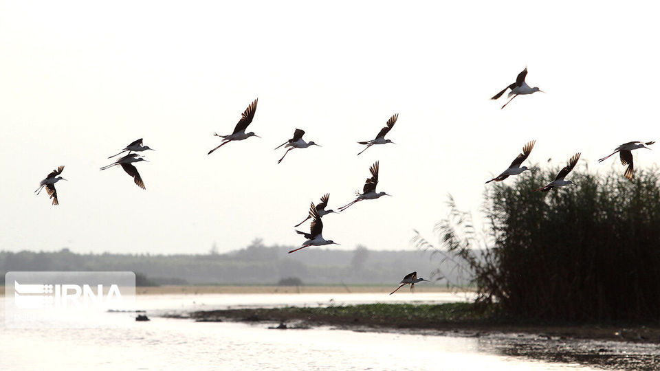 تالاب انزلی، زیستگاه لاله های مردابی