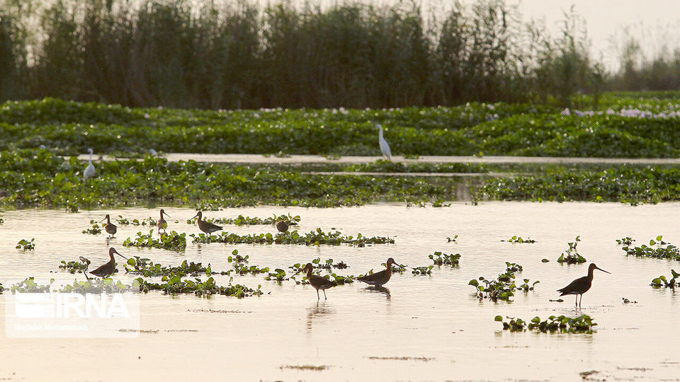 تالاب انزلی، زیستگاه لاله های مردابی