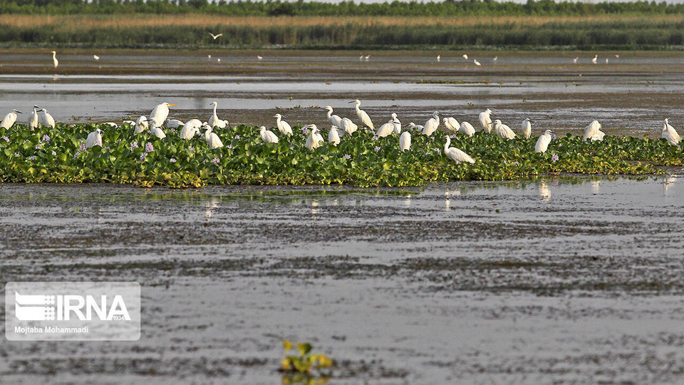 تالاب انزلی، زیستگاه لاله های مردابی