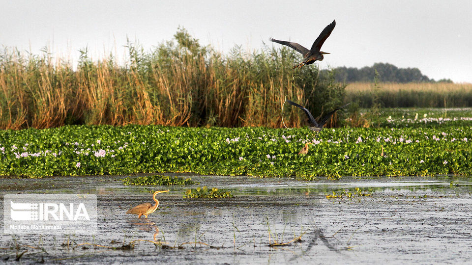 تالاب انزلی، زیستگاه لاله های مردابی