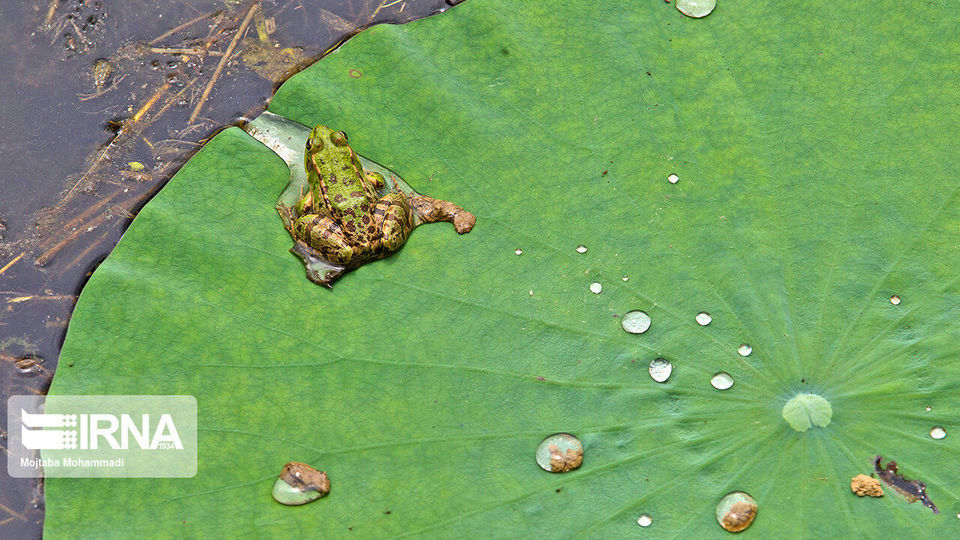 تالاب انزلی، زیستگاه لاله های مردابی