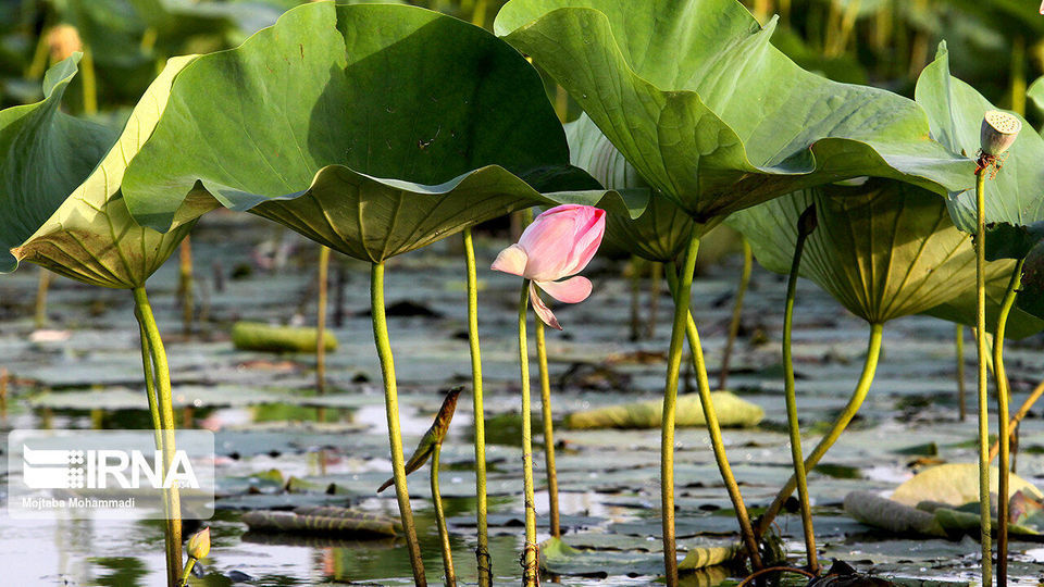 تالاب انزلی، زیستگاه لاله های مردابی