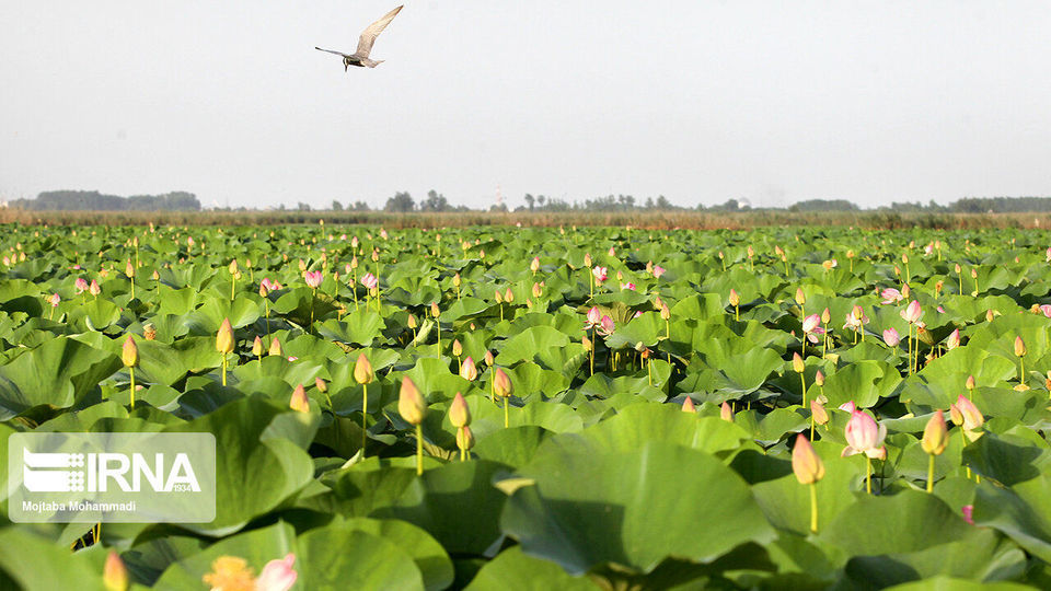 تالاب انزلی، زیستگاه لاله های مردابی