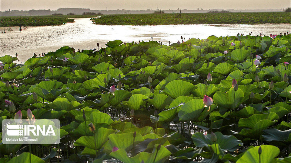 تالاب انزلی، زیستگاه لاله های مردابی