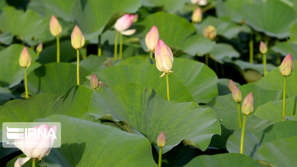 تالاب انزلی، زیستگاه لاله های مردابی