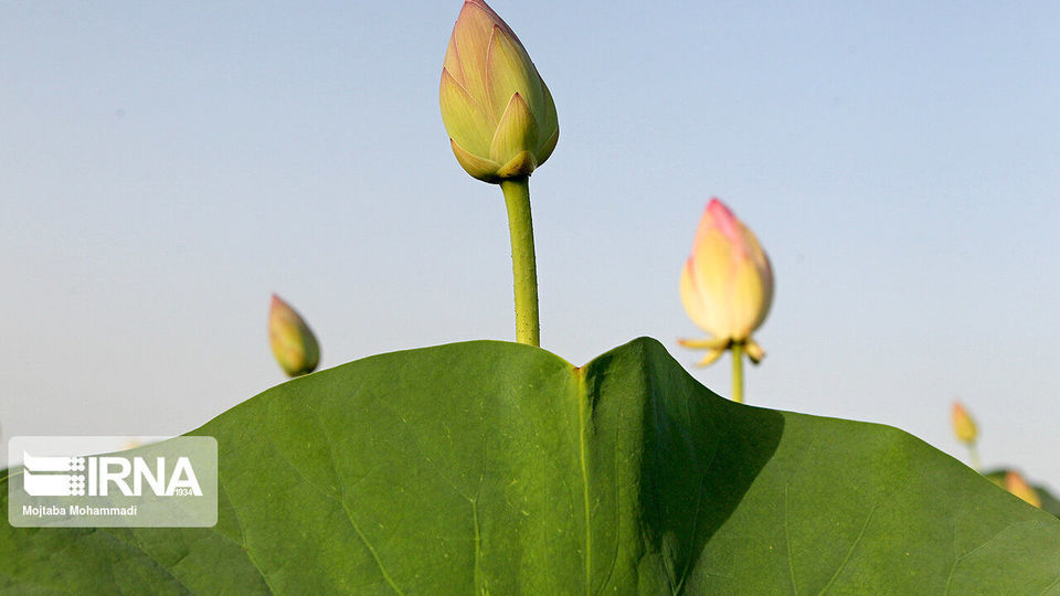 تالاب انزلی، زیستگاه لاله های مردابی