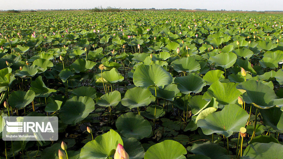 تالاب انزلی، زیستگاه لاله های مردابی