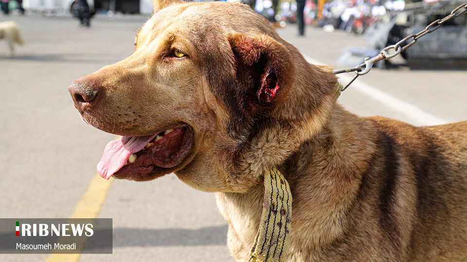 پنجاه‌ و‌ هفتمین طرح رعد پليس تهران 