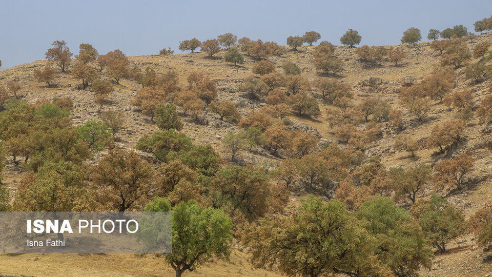 آفت به جان جنگل‌های بلوط کهگیلویه و بویراحمد 