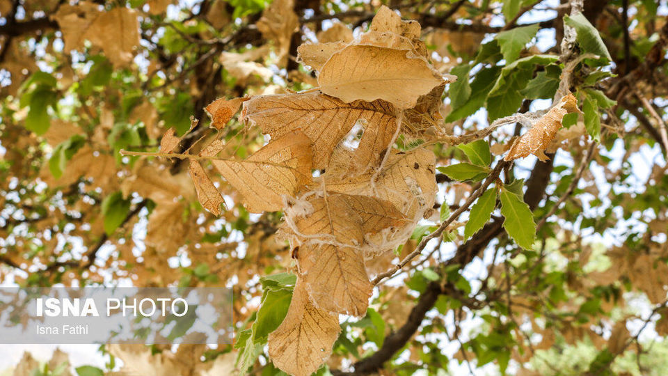 آفت به جان جنگل‌های بلوط کهگیلویه و بویراحمد 